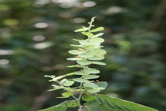 Desmodium pulchellum